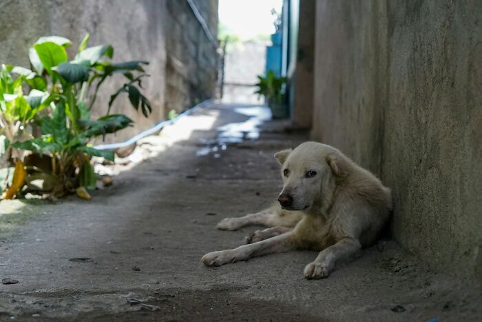 White dog resting in a quiet narrow alley of a Greek village with sunlight and greenery nearby