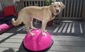 16 Apartment Friendly Ways To Smash Your Fitness Goals In 2026