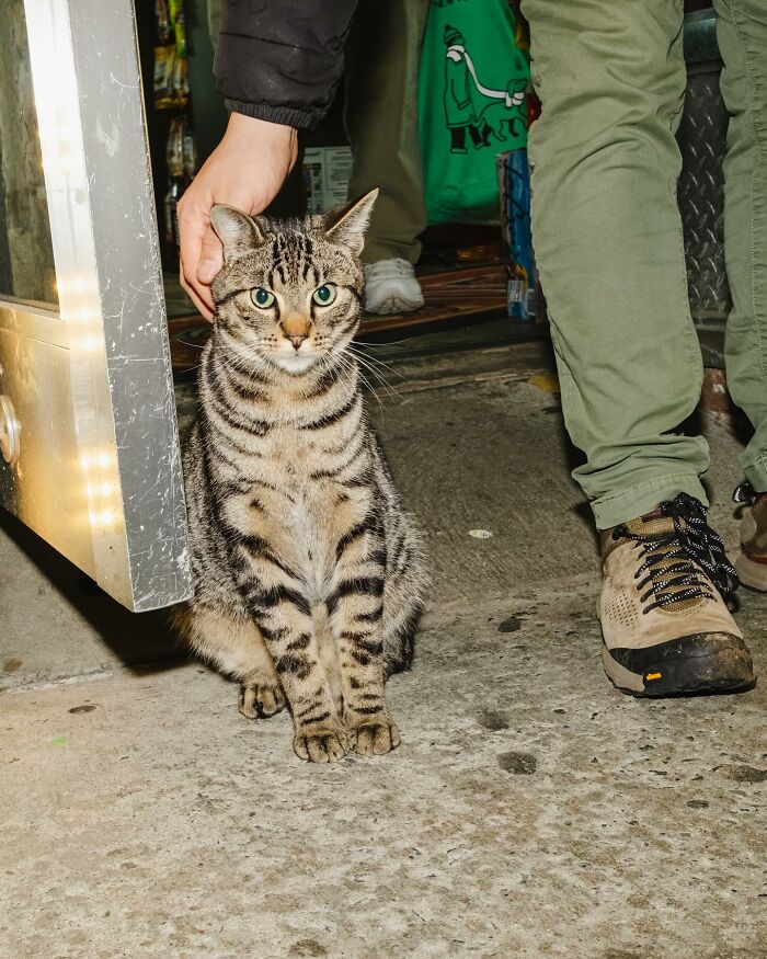 NYC Councilmember Volunteers To Lead Bodega Cat Bill In 2026