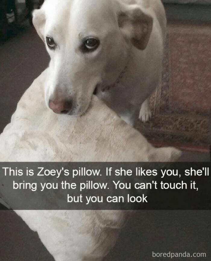 Dog gently holding a pillow in its mouth, showcasing adorable animal antics that inspired memes in 2025.
