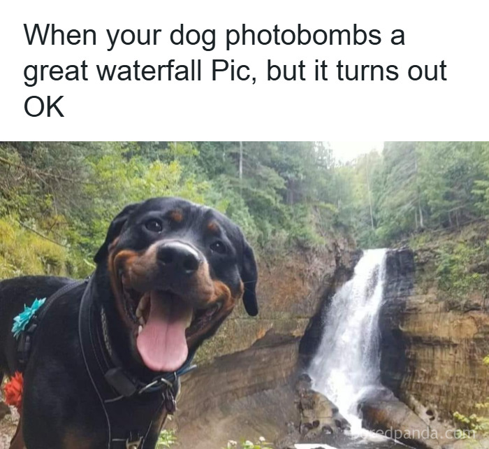 Happy dog photobombing a scenic waterfall, showcasing delightful animal antics meme moments from 2025.