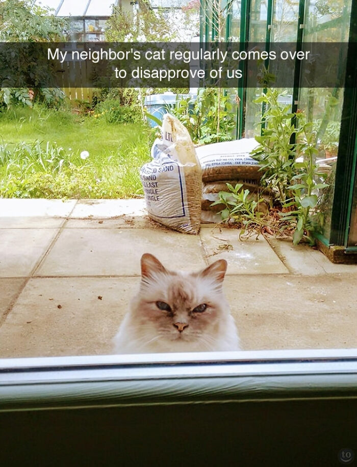 Cat outside window with a disapproving expression showcasing funny animal antics and memes in 2025.