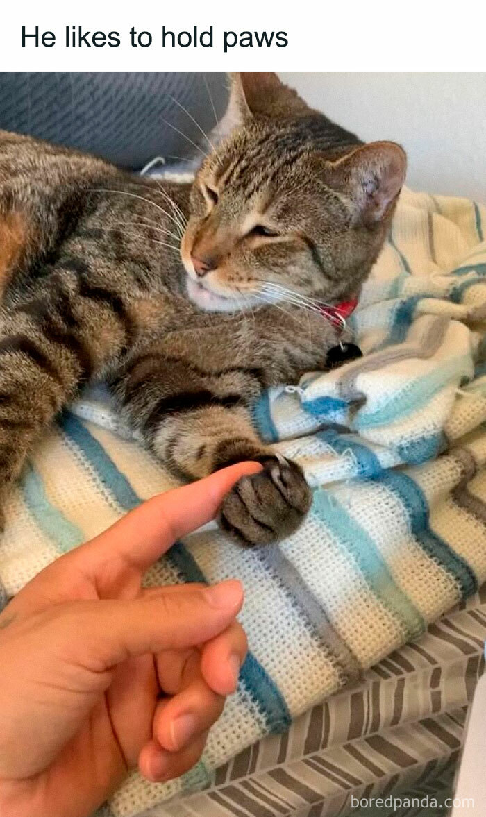 Tabby cat gently holding a human finger with its paw, showcasing animals delighting us with their antics in 2025.