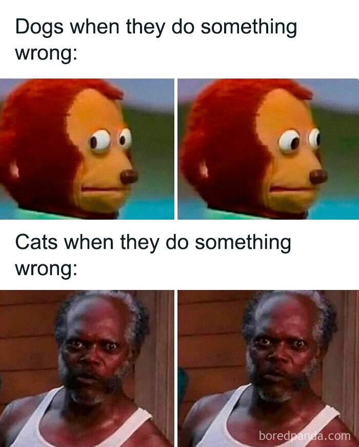 Dogs and cats showing guilty and unapologetic expressions, capturing animal antics in funny meme format.