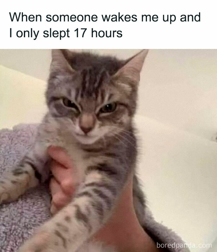 Grumpy cat being held, showing displeased face, one of many animals delighting us with their antics in memes.