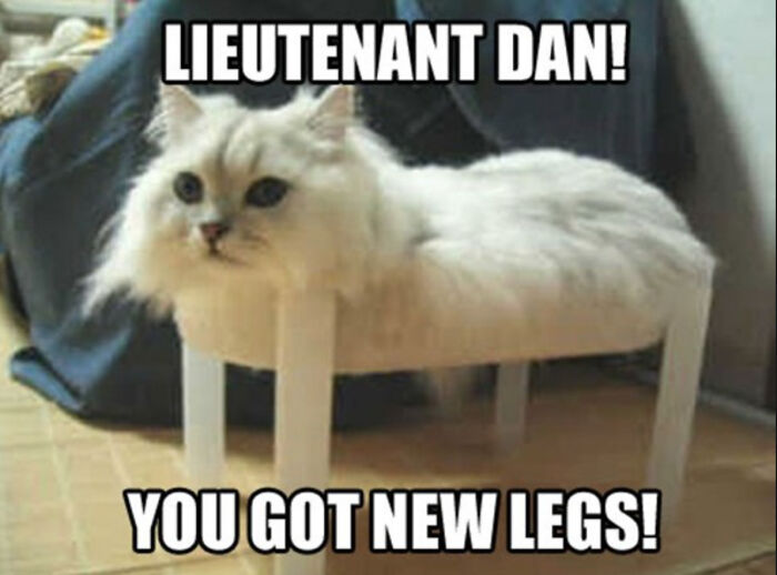 Fluffy cat resting on a small stool with the meme caption about animals delighting us with their antics.
