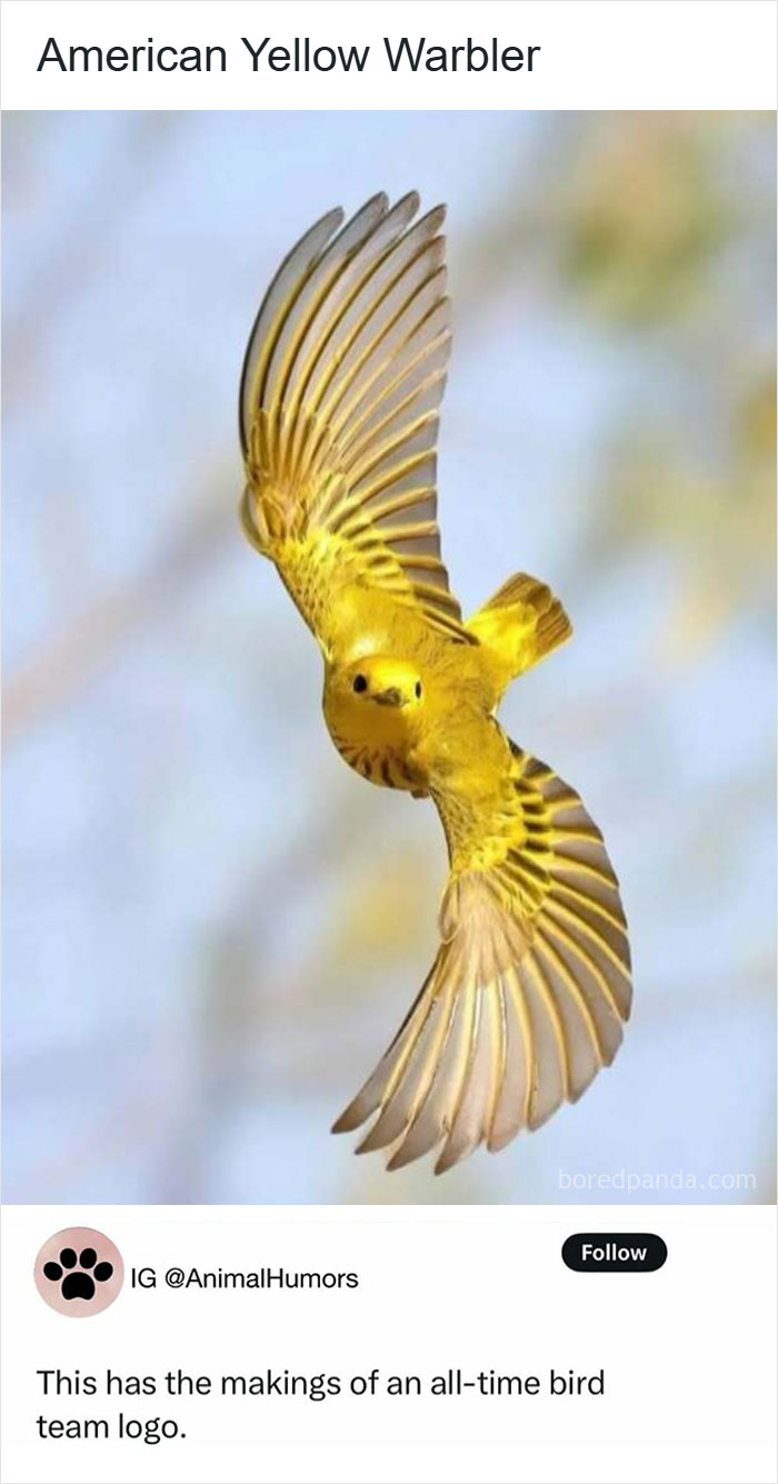 Yellow American Warbler in mid-flight displaying wings, one of the animals delighting us with their antics in 2025.