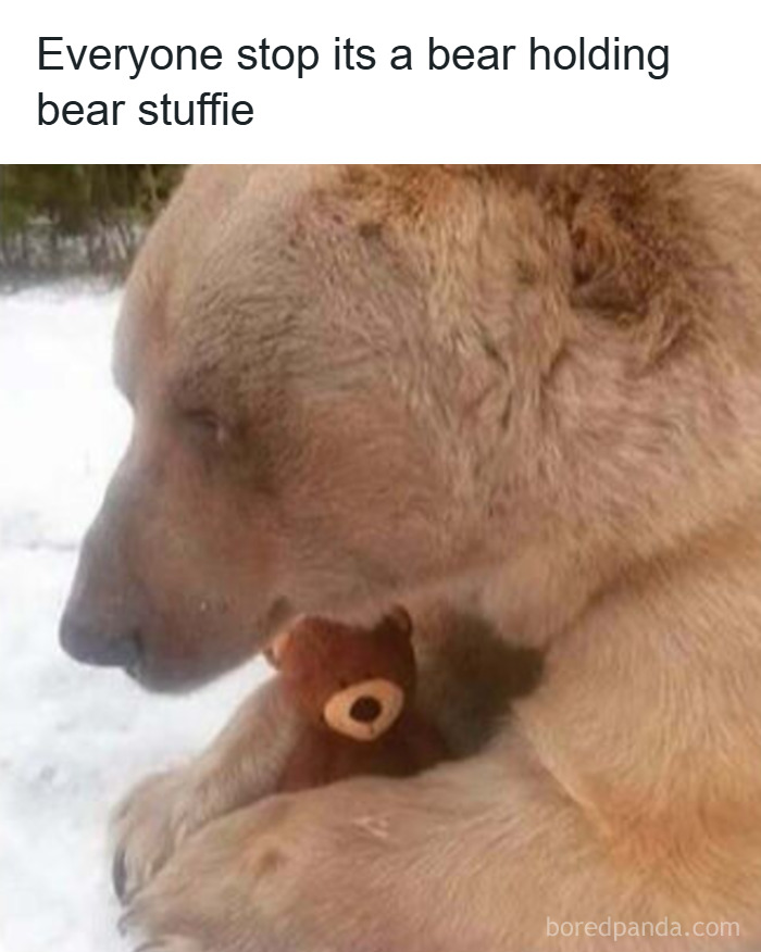 Bear holding a stuffed teddy bear in snowy outdoors, showcasing one of the funniest animal antics of 2025.