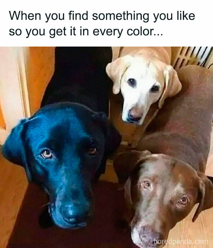 Three dogs of different colors looking up, showcasing animals delighting us with their antics and charm.