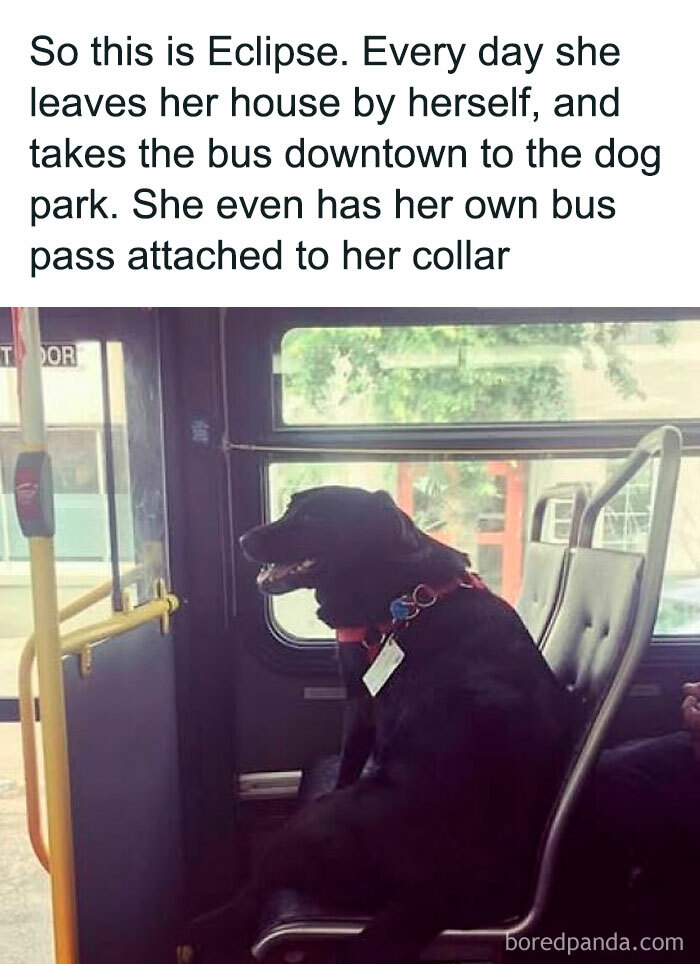 Black dog named Eclipse riding the bus alone with a bus pass attached to her collar showcasing animal antics.