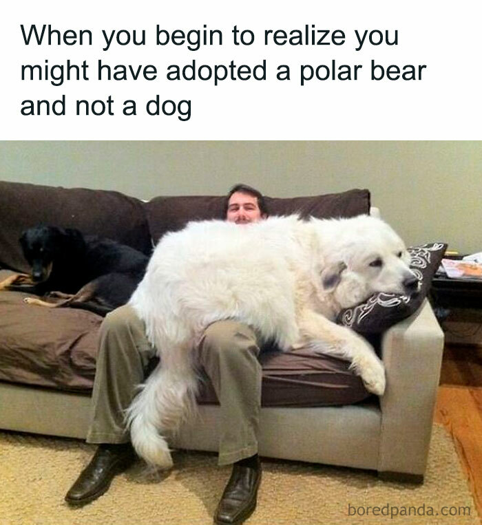 Large white dog sprawled on a person on a couch, showcasing one of 2025 animals delighting us with their antics memes.