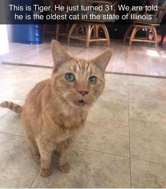 A close-up of an elderly orange cat named Tiger, one of the animals delighting us with their antics in 2025 memes.