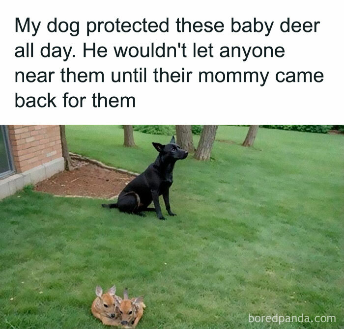 Dog protecting baby deer on grass while waiting for their mother, showcasing animals delighting with their antics in 2025.