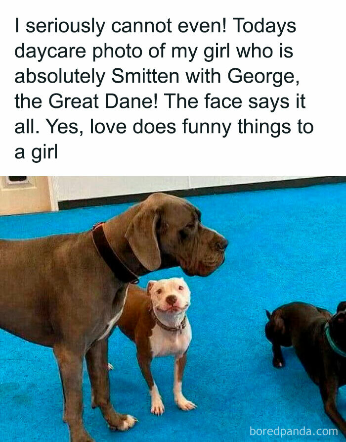 Three dogs, including a Great Dane, at daycare showing playful and affectionate animal antics resulting in funny memes.