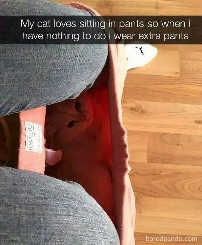 Cat sitting inside pants worn by person, showcasing one of the many times animals delighted us with their antics in 2025.