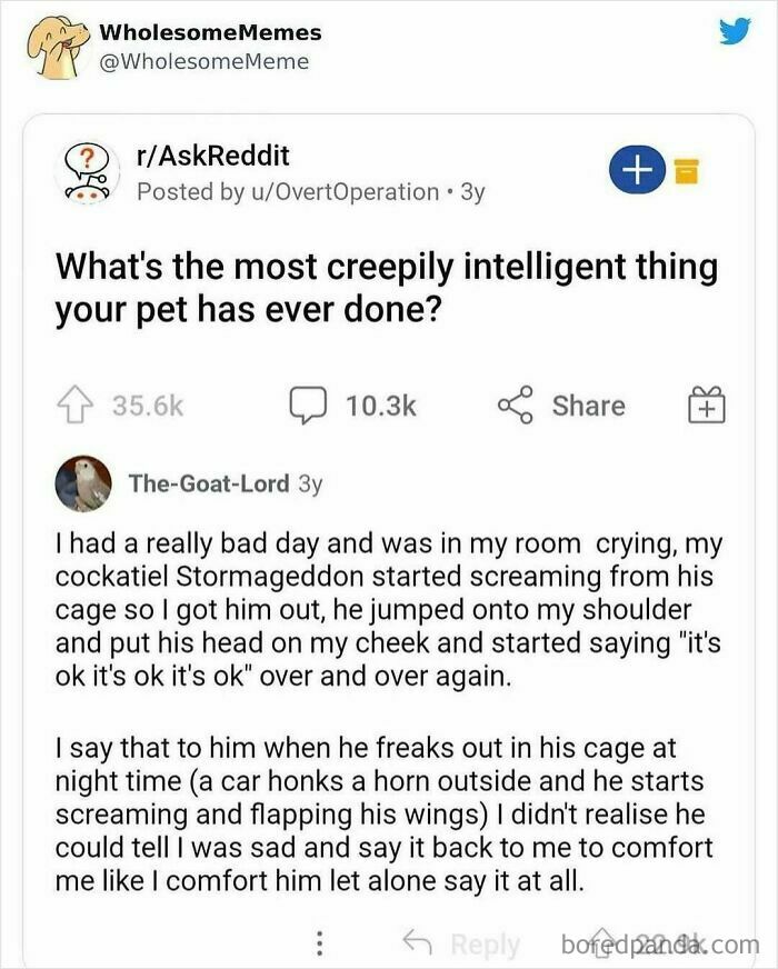 Reddit post share showing a pet cockatiel comforting its owner, a heartwarming example of animals delighting us.