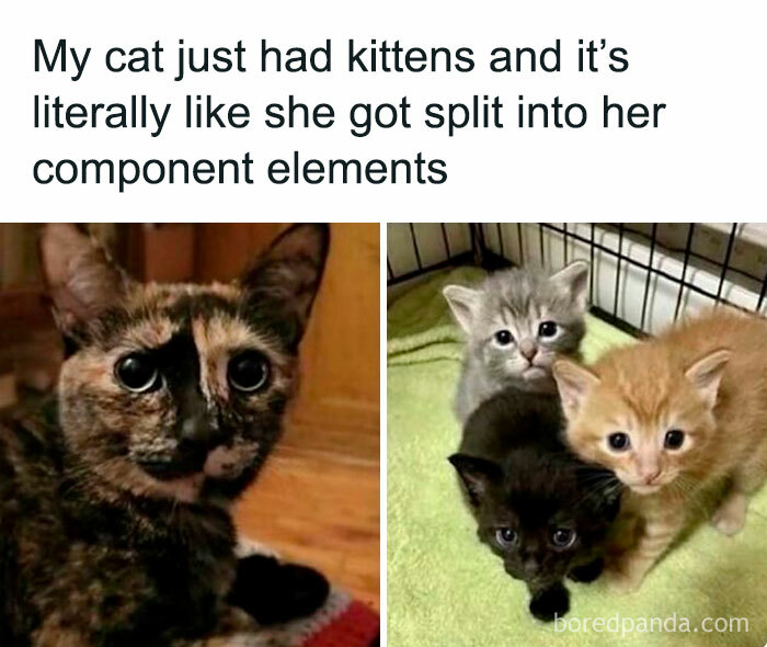 Tortoiseshell cat and her kittens with matching fur colors showing delightful animal antics in 2025 memes.