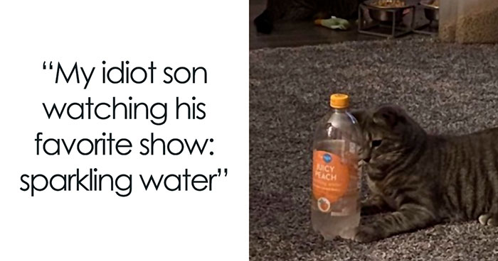 A Look Back At 2025 Through 91 Of The Funniest And Most Heartwarming Animal Memes