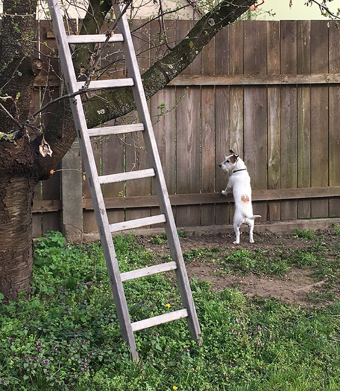Small dog standing on hind legs peeking over wooden fence next to leaning ladder in a backyard, chaotic good moment.