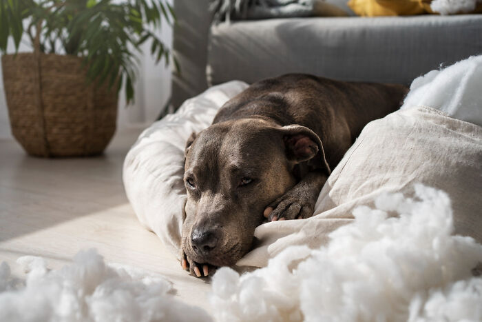 A dog resting on a pillow with torn stuffing around, illustrating small decisions with unexpected life-altering consequences.