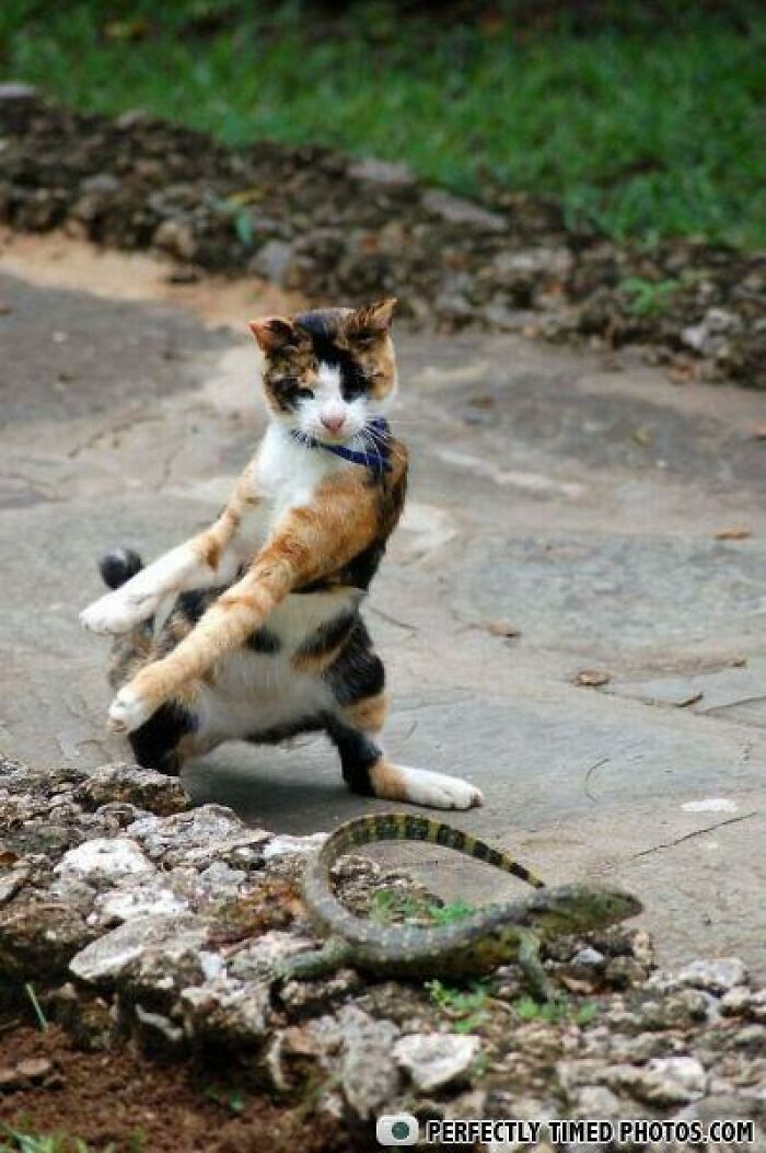 Calico cat captured in a perfectly timed photo reacting to a lizard near a rocky edge outdoors.