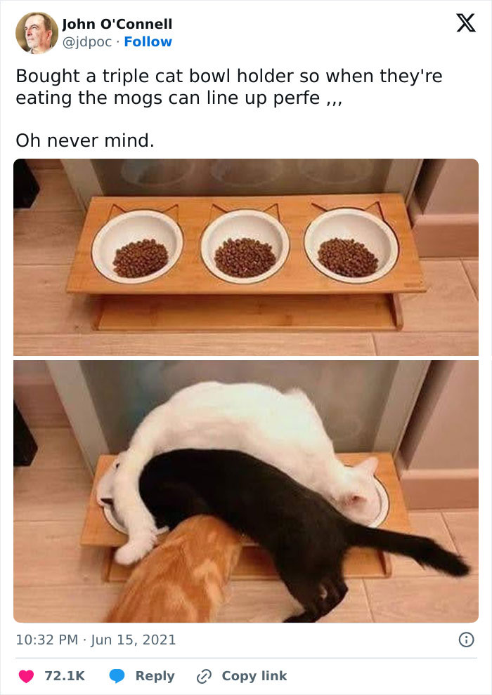 Three cats eating from a triple cat bowl holder in a humorous scene of cats being weird little guys.