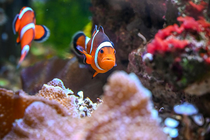 Clownfish swimming near colorful coral in an aquarium, illustrating unusual underwater scenes related to rich people stories.