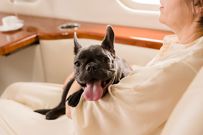 Woman holding happy French bulldog, showcasing moments that reflect rich people's unique lifestyle and experiences.