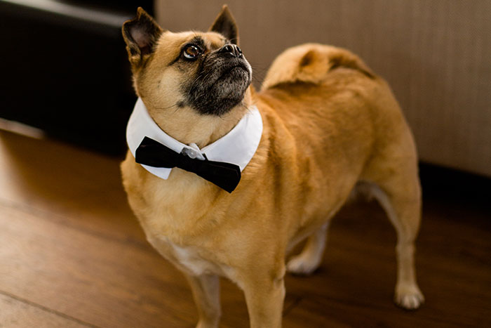 Small dog wearing a black bow tie collar indoors, illustrating rich people lifestyle in unique reality stories.