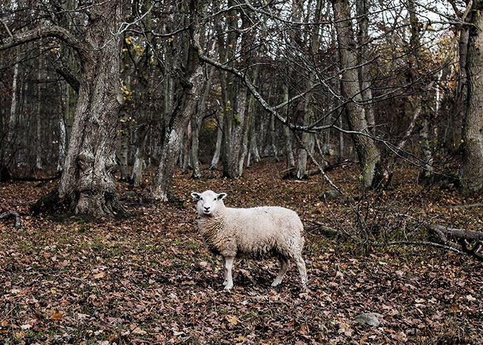 “The Squirrel Won”: 50 Public Moments So Chaotic People Still Can’t Believe They Saw Them