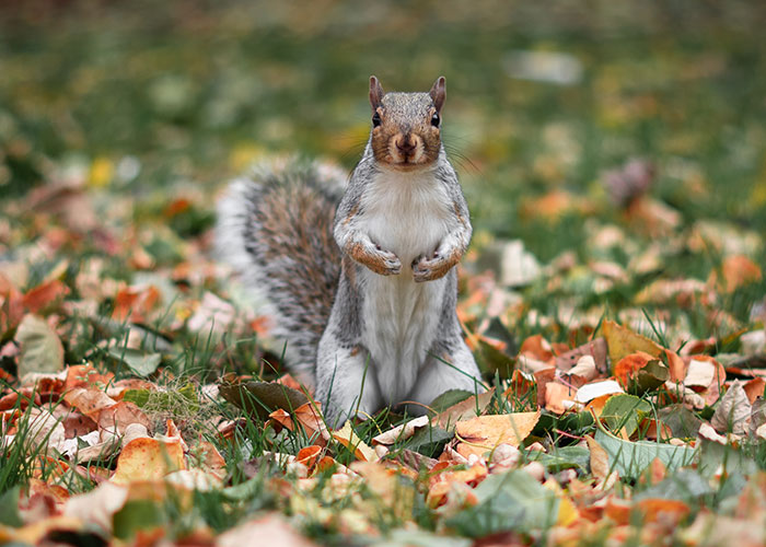 “The Squirrel Won”: 50 Public Moments So Chaotic People Still Can’t Believe They Saw Them