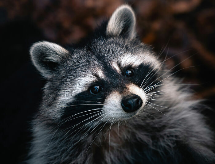 Close-up of a raccoon with curious eyes, linked to raccoon raids liquor store and bathroom incident stories.