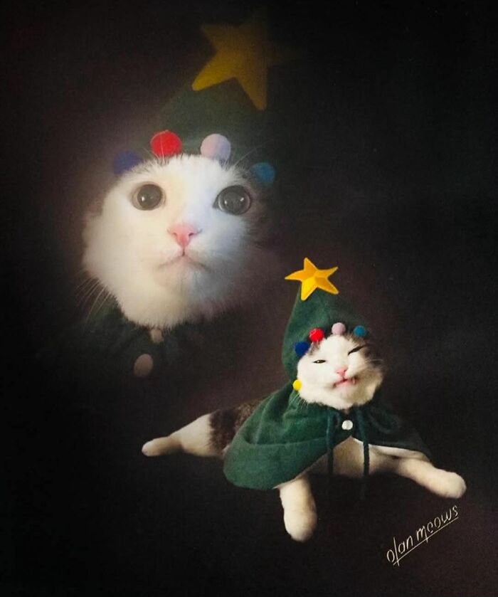 White cat dressed as a Christmas tree with colorful ornaments and a yellow star, perfect for funny Christmas memes.