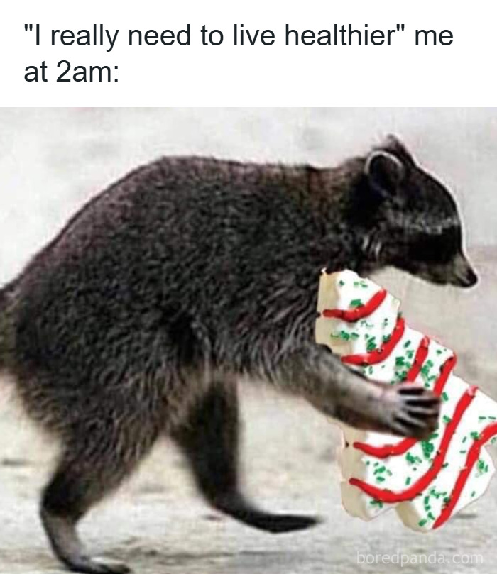 Raccoon holding a decorated Christmas cookie, humorous meme about wanting to live healthier at 2am, funny Christmas memes.