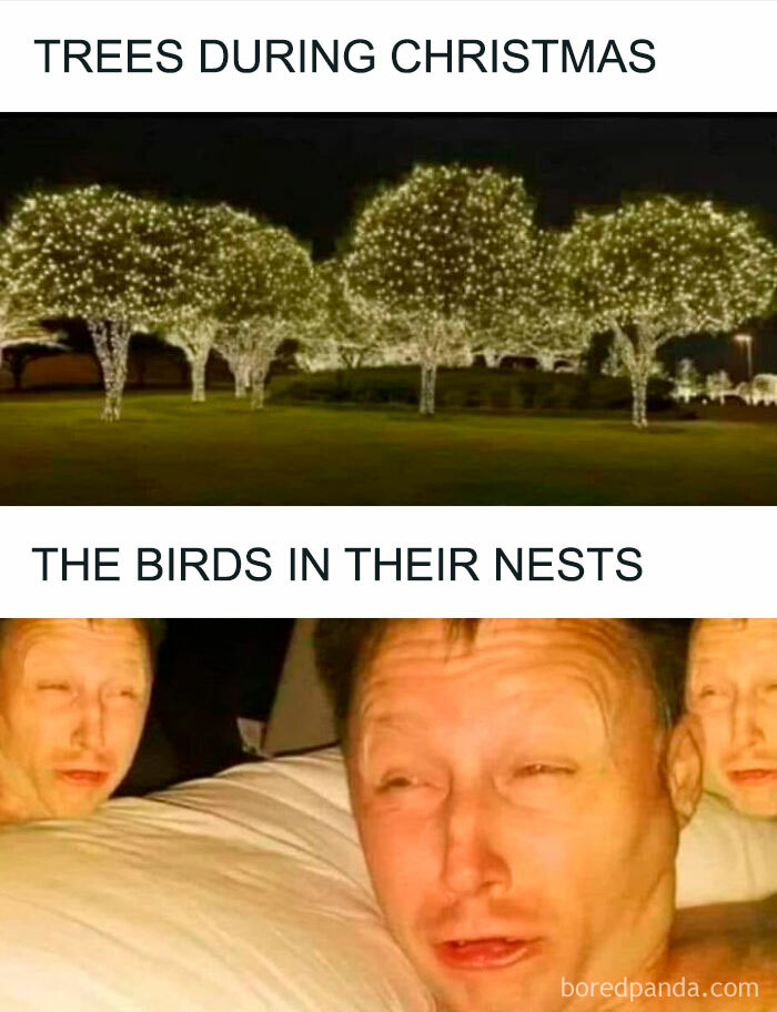 Funny Christmas memes showing trees decorated with lights and a humorous distorted faces image representing birds in nests during Christmas.