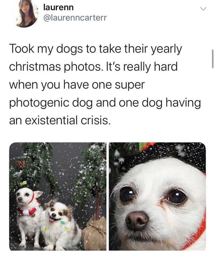 Two dogs in Christmas photos, one looking happy and photogenic, the other with an existential crisis, funny Christmas memes style.