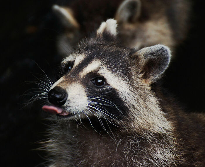 Close-up of a raccoon with its tongue out, related to raccoon raids at a liquor store and funny reactions.