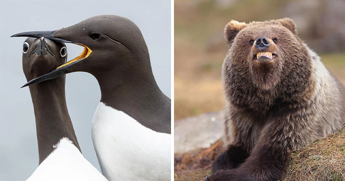 From Clumsy Birds To Dramatic Frogs, These 2025 Comedy Wildlife Photos Are Priceless (40 Pics)
