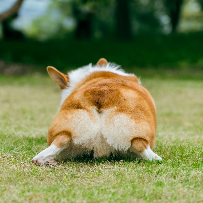 Hey Pandas, Share A Photo Of Your Pet That Makes Them Look Like Another Animal (Closed)