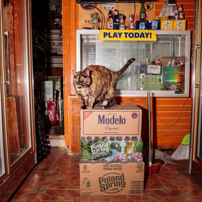 The Bodega Cat Is Having A Legislative Moment