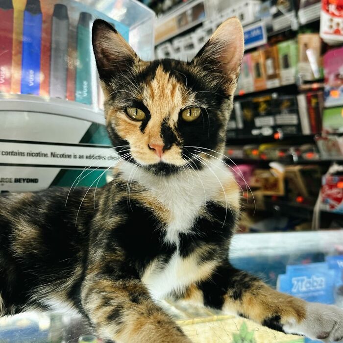 NYC Councilmember Volunteers To Lead Bodega Cat Bill In 2026