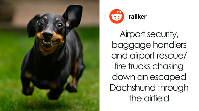 “What’s The Craziest Thing You’ve Witnessed At An Airport?” (42 Wild And Unbelievable Answers)