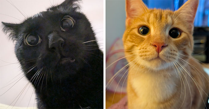45 Pics Of Cats Moments Before They’re About To Attack Their Owners
