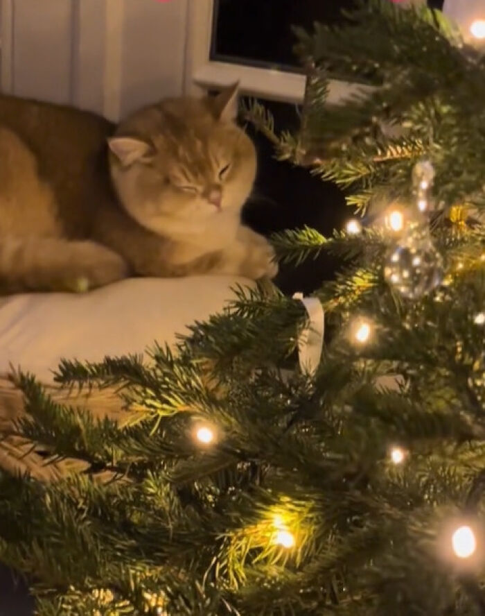 Cat experiencing Christmas for the first time, resting near a decorated and lit Christmas tree with curiosity and calmness.