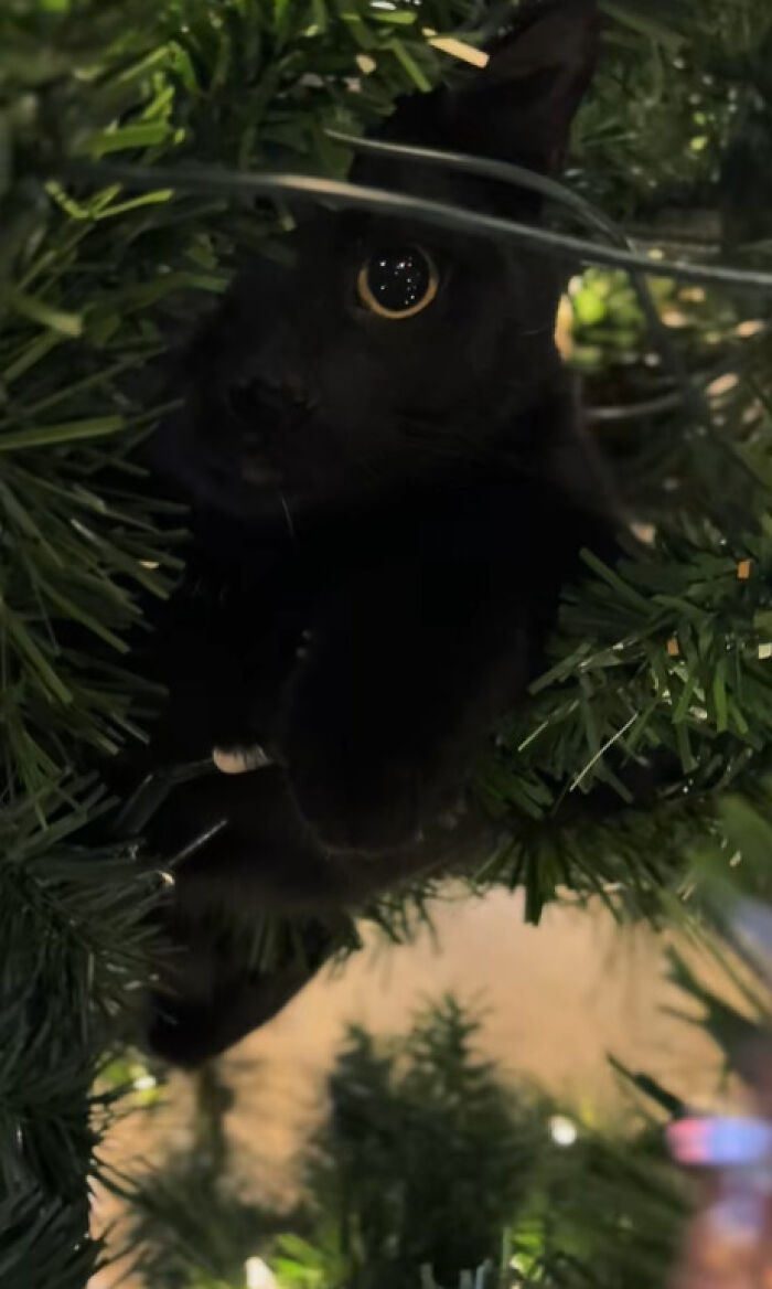 Black cat nestled in Christmas tree branches with wide eyes, capturing adorable cat Christmas reactions for the first time.