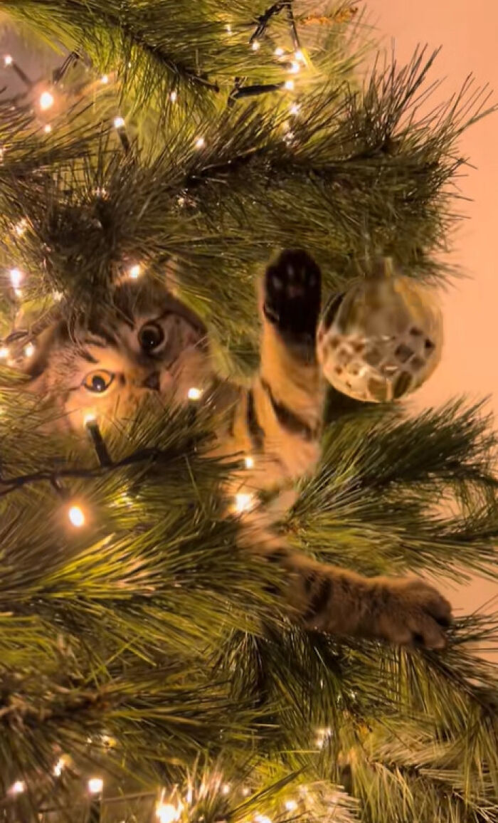 Cat exploring Christmas tree lights and ornaments, showing adorable reactions to holiday decorations for the first time.