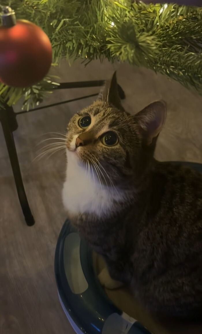 Tabby cat with wide eyes looking up at red Christmas ornament hanging from tree, capturing adorable Christmas reactions of cats.