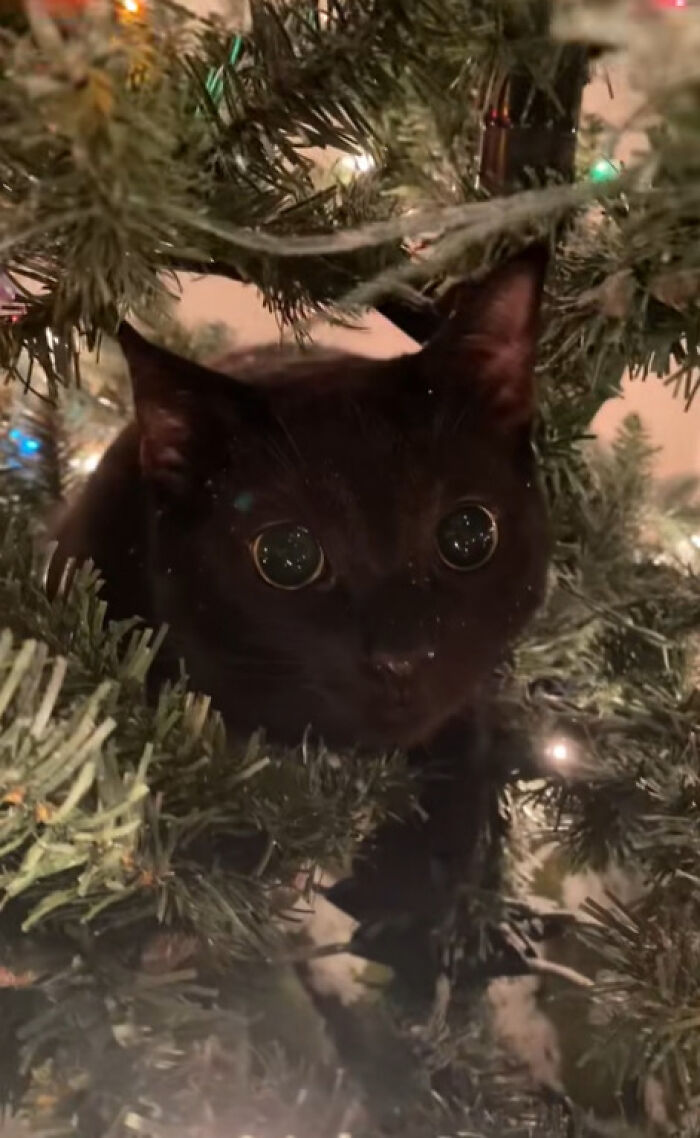 Black cat nestled in Christmas tree branches, showing curious and adorable reactions to holiday decorations for the first time.