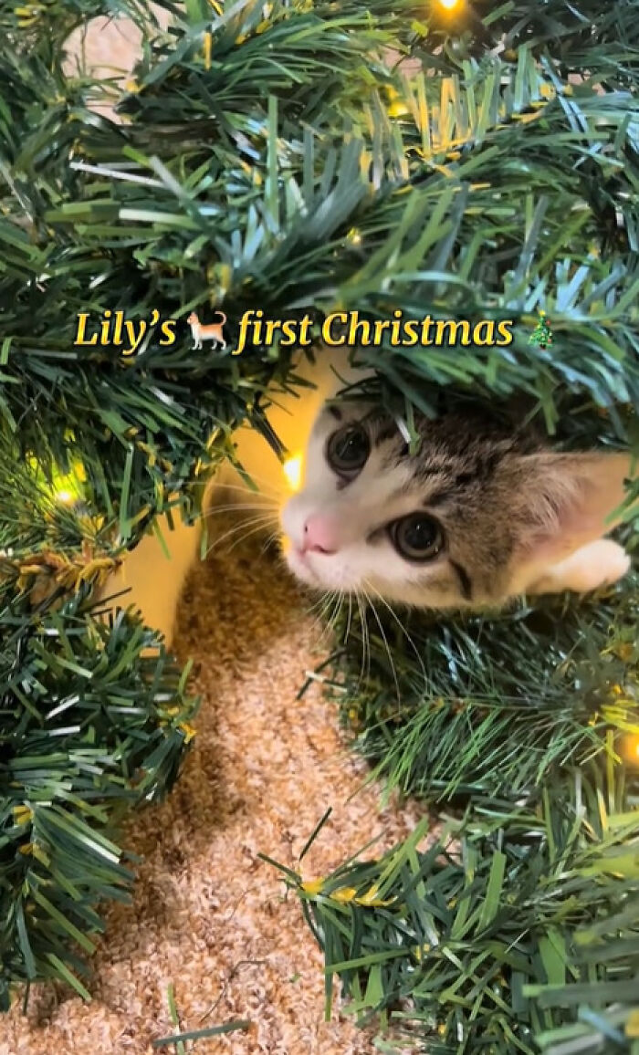 Kitten experiencing Christmas tree for the first time, surrounded by festive green branches and warm holiday lights.