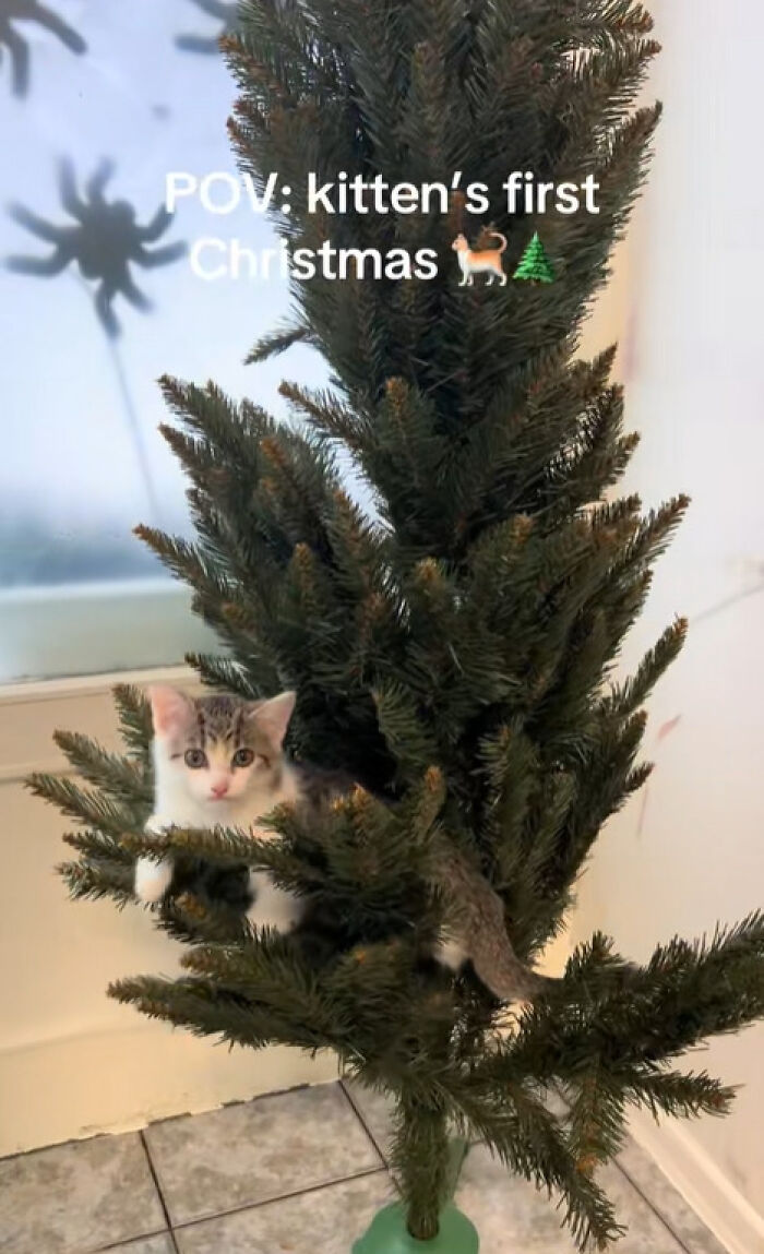 Kitten exploring a Christmas tree for the first time, showing curious and adorable reactions to holiday decorations.